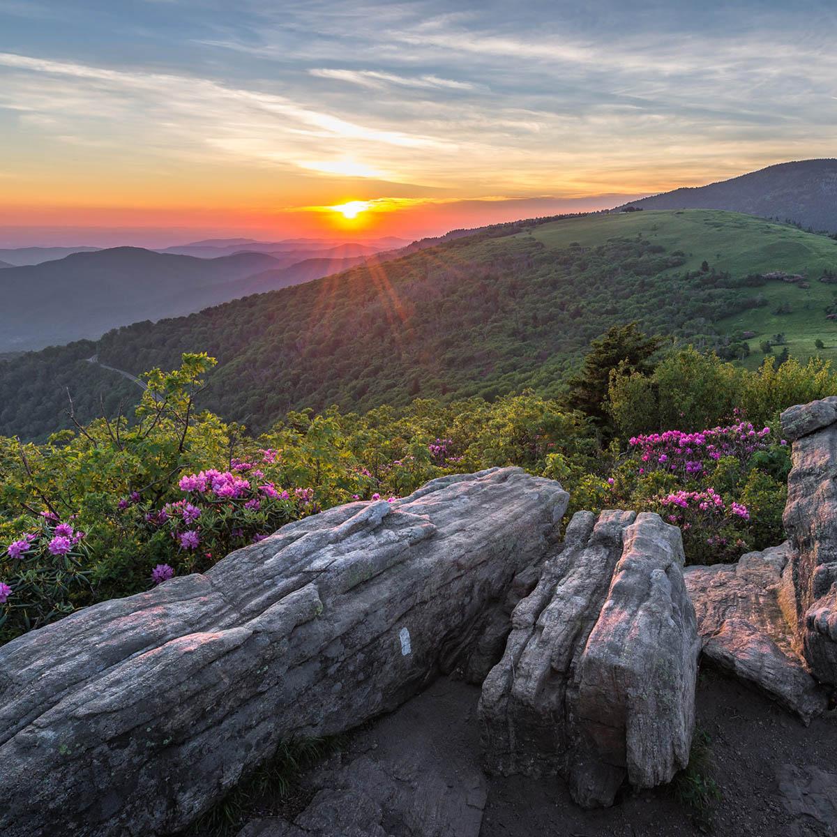 Photo of a beautiful sunrise over a mountain with flowers in the foreground